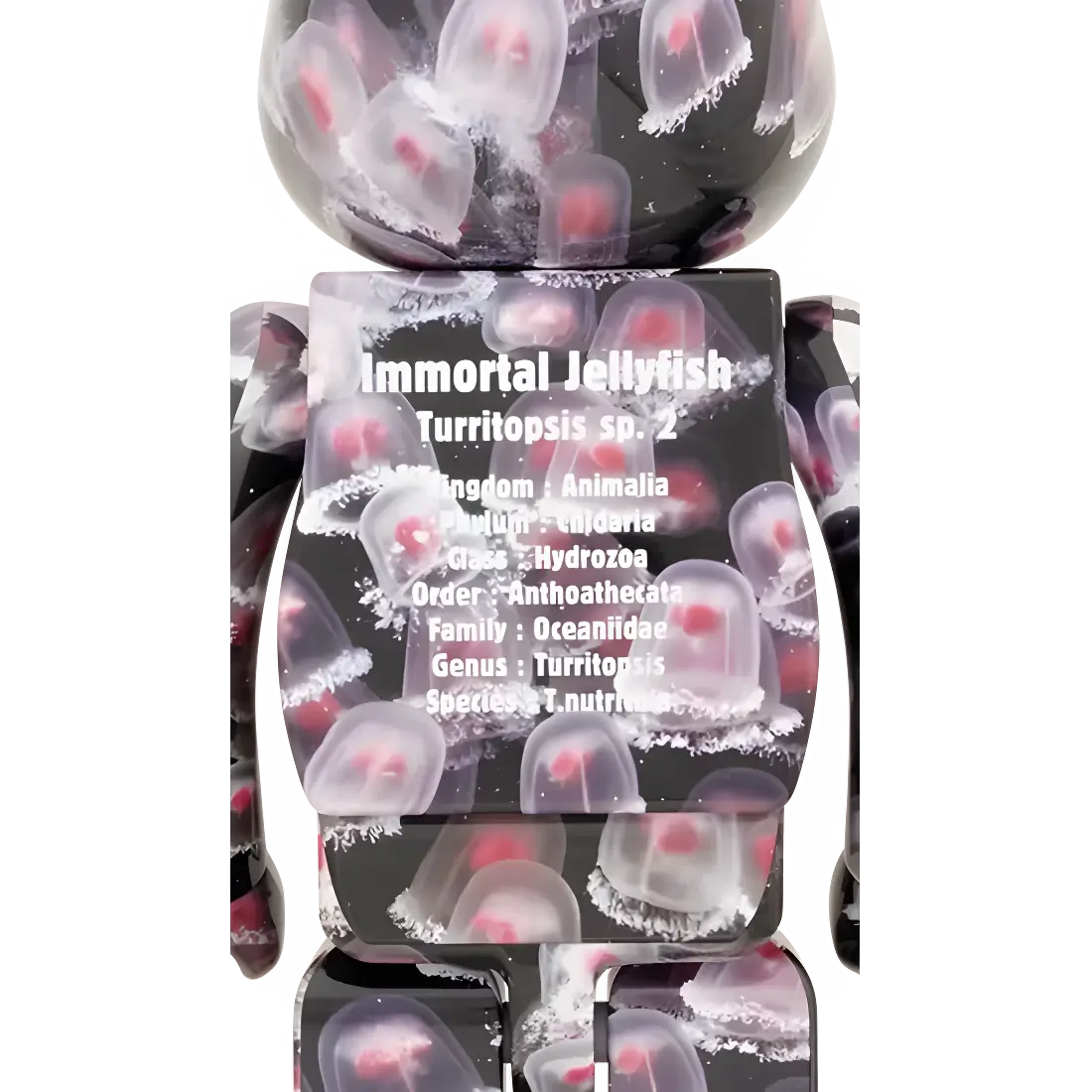 Bearbrick Immortal Jellyfish Turritopsis sp. 2 1000% Herstellerbild 2